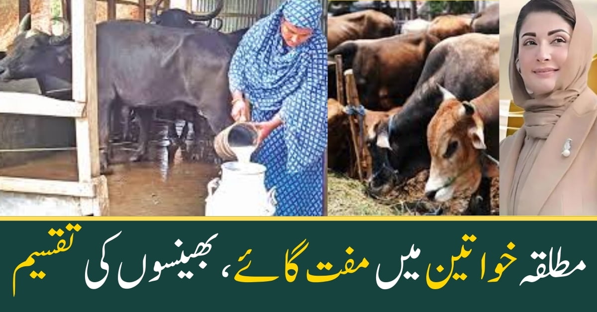 Distribution of free Cows, Buffaloes to Divorced Women 